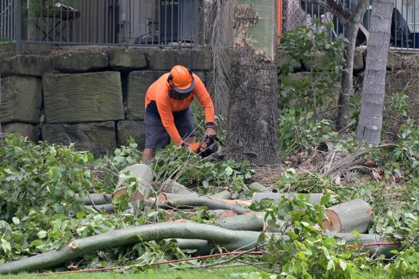 Professional  Tree Services in Harwich Port, MA